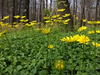 Giarrita - 20110423 012.jpg